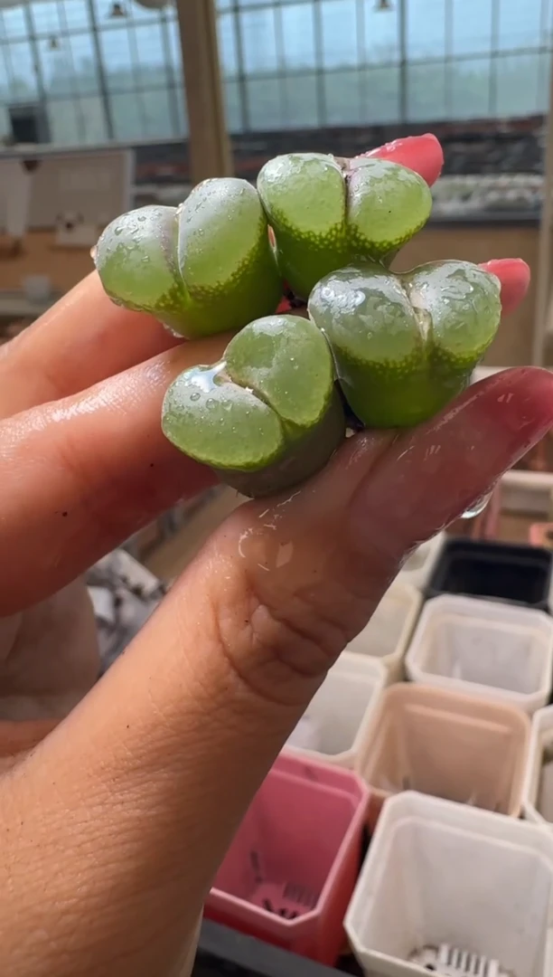 6-201多肉植物肉锥