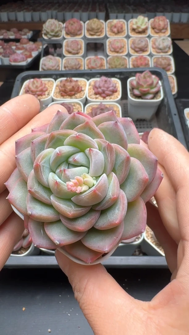 【闪购商品】348A号一物一拍多肉花卉植物拍3颗起发