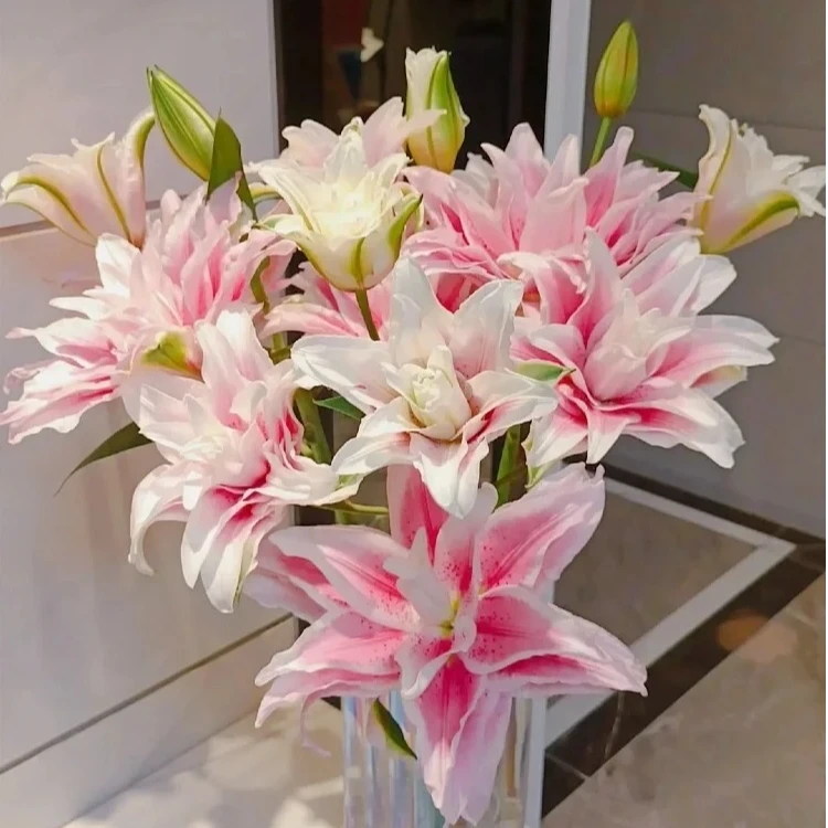 【半岛花铺】伊莎贝拉 优选高品质重瓣百合大花苞 云南昆明基地直发