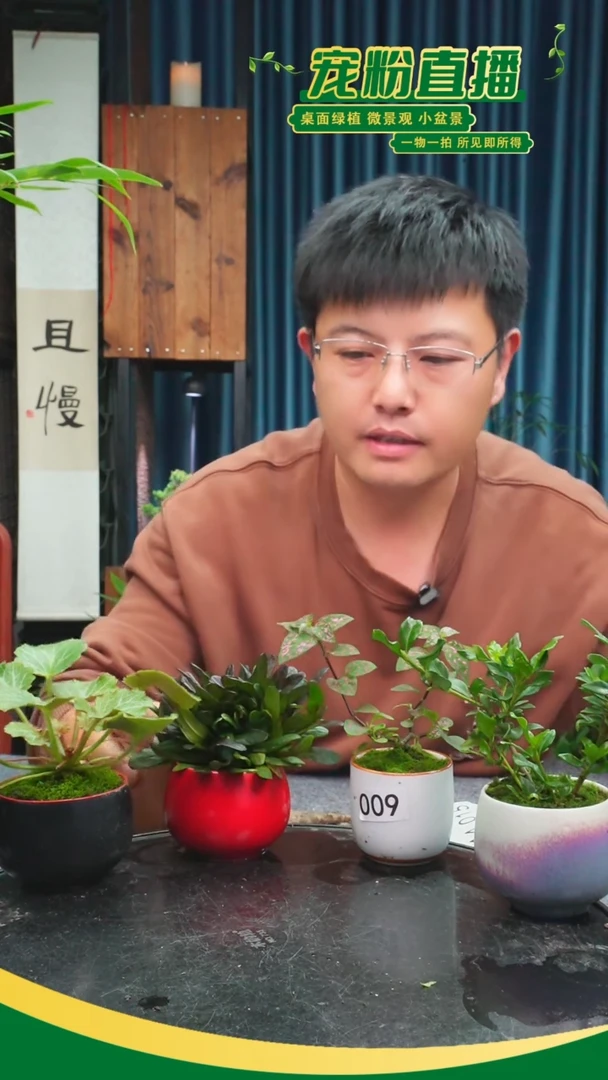 无花朵?*糖苔藓微景观009号
