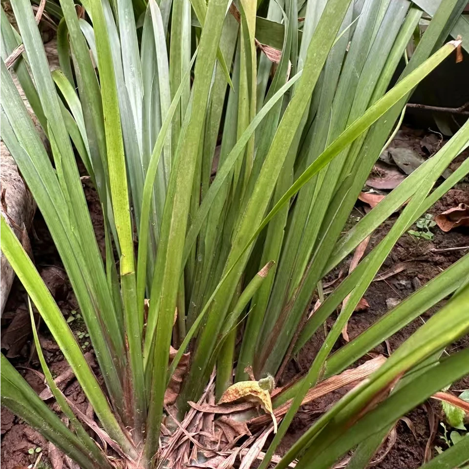 贵州新鲜山赖香料植物带根五香草可种植用于牛羊肉去腥增香
