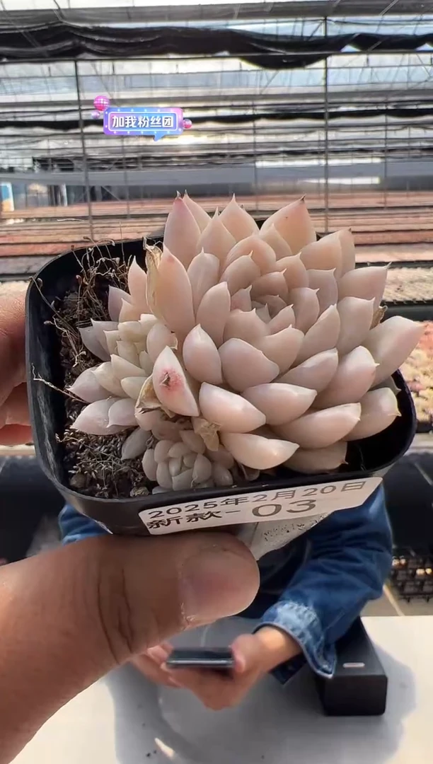 【闪购商品】新款多肉-3