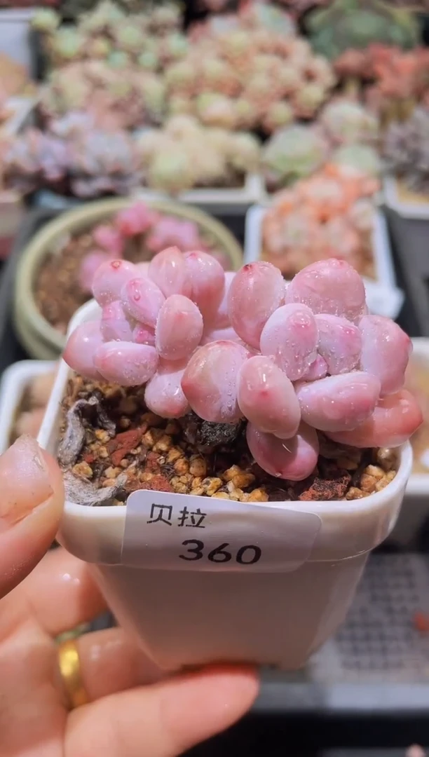 【闪购商品】360香水