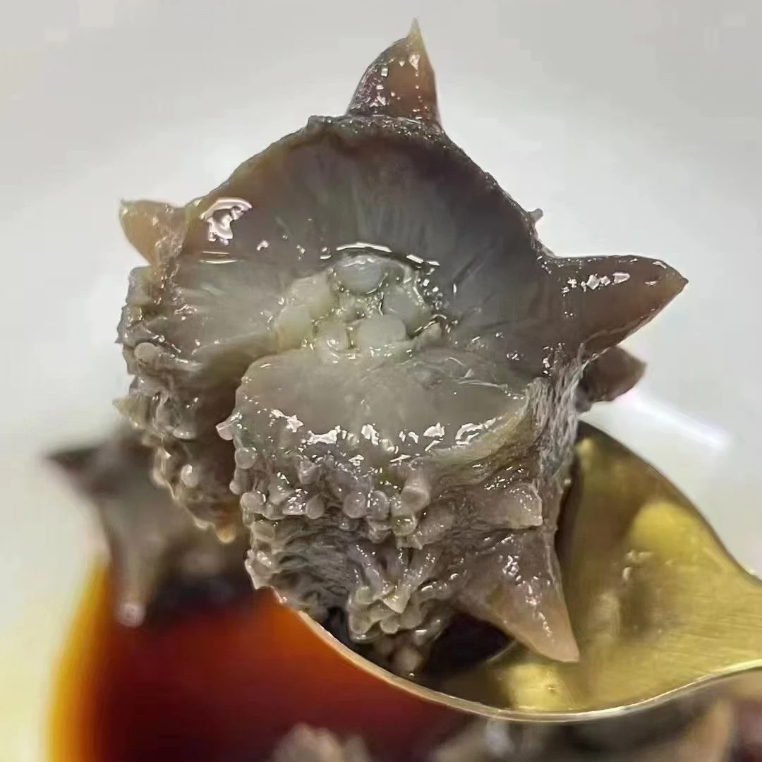 鲜食海参8-12头/斤共1斤开袋热水泡8分钟鲜食滋补营养【连江发货】