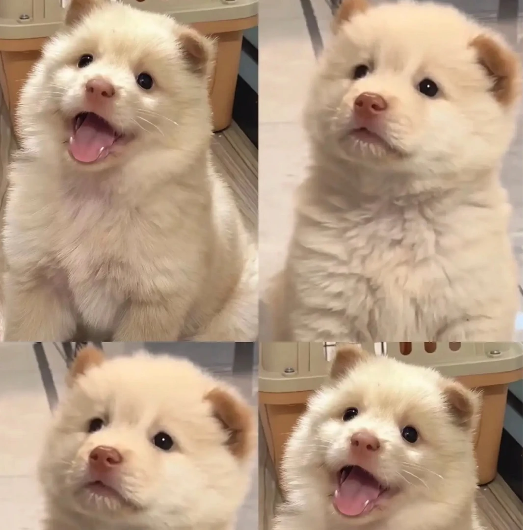 【土玩家】狗狗宠物活体链接