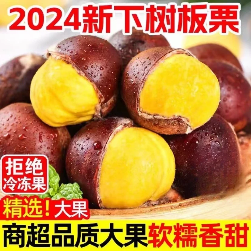 辽宁丹东高山板栗东北鲜栗非锥栗难剥皮坏果包赔2024新果赠栗爪