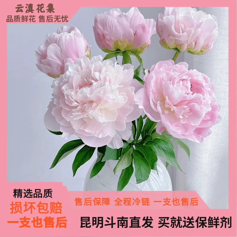 【云滇花集】芍药鲜切花重瓣牡丹落日珊瑚云南鲜花