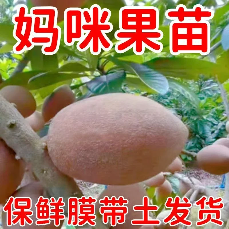 买一送一新品种台湾马嘉纳麻美妈咪果果树盆栽地栽阳台庭院南北方