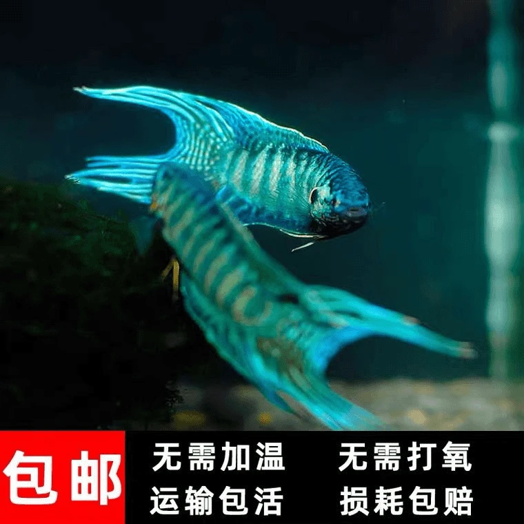 蓝叉红叉中国斗鱼冷水观赏耐养适合新手养殖淡水鱼不用打氧和过滤