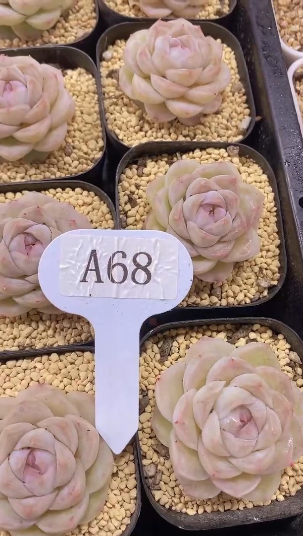 【闪购商品】A68-白蝴蝶（量拍）