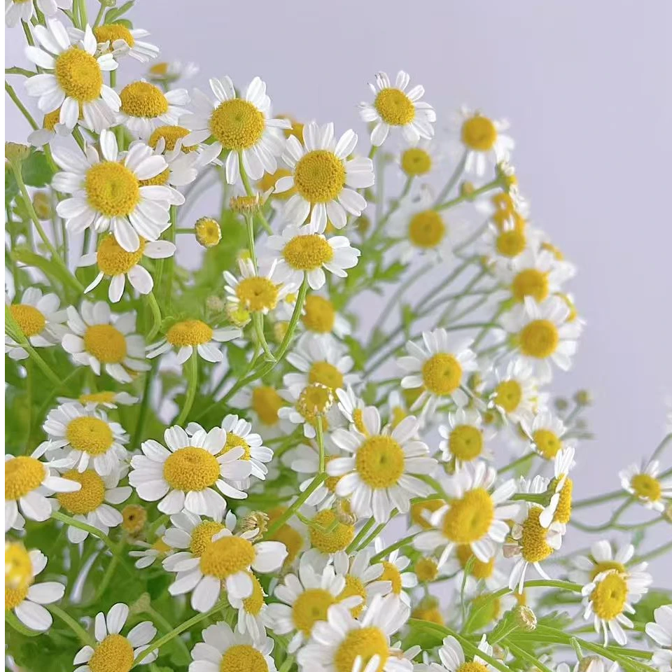 【洋甘菊1扎】全场鲜花任意满两单升级冷链加配草 三单送花瓶