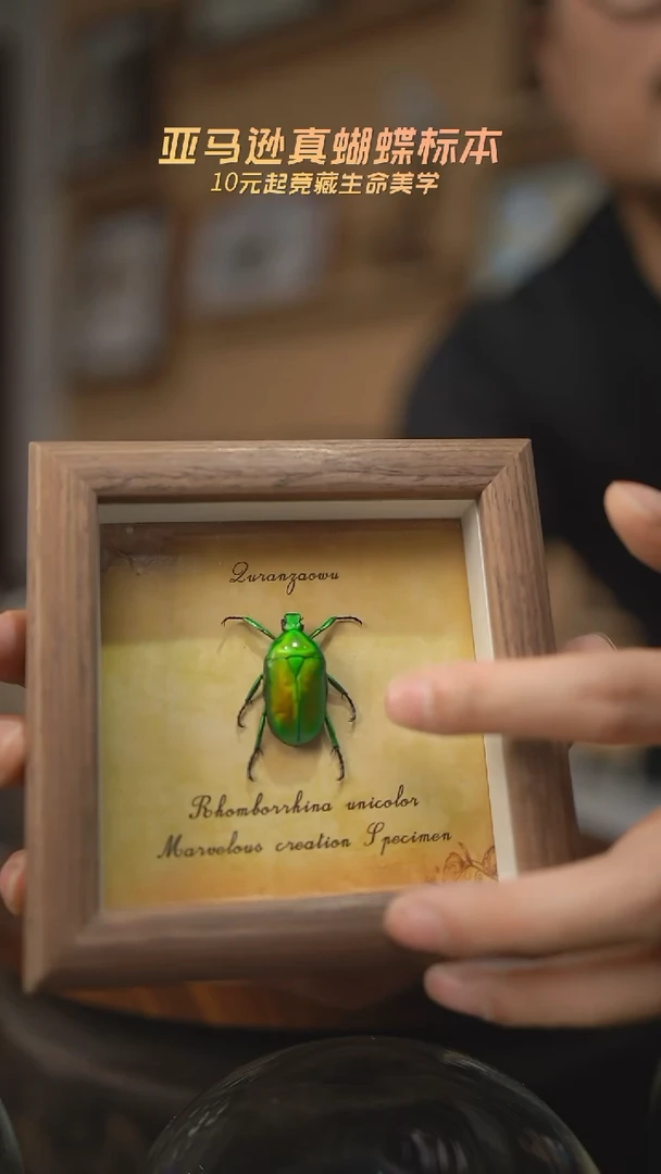 有机玻璃绿萝花金龟未展翅四寸方框