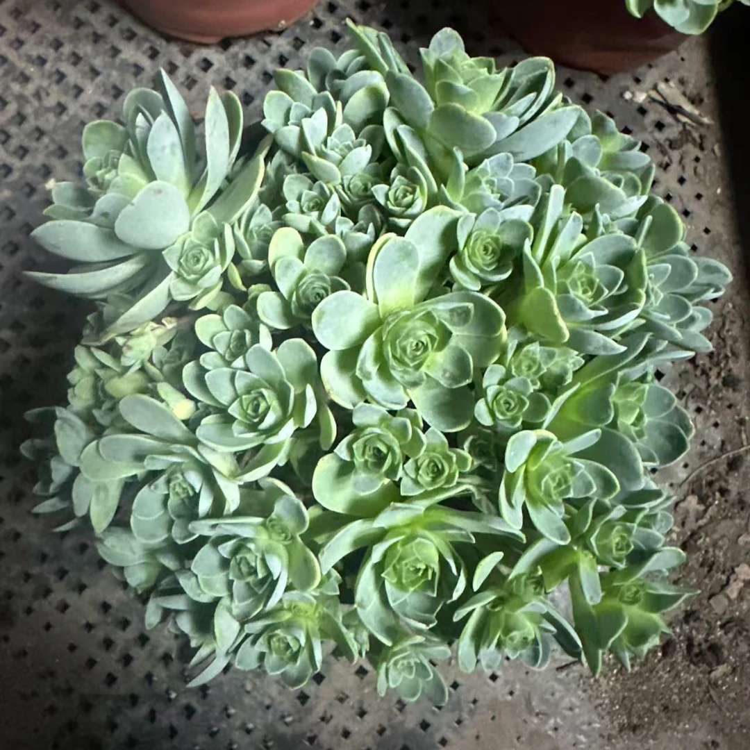 山地玫瑰 多肉植物 满15吧