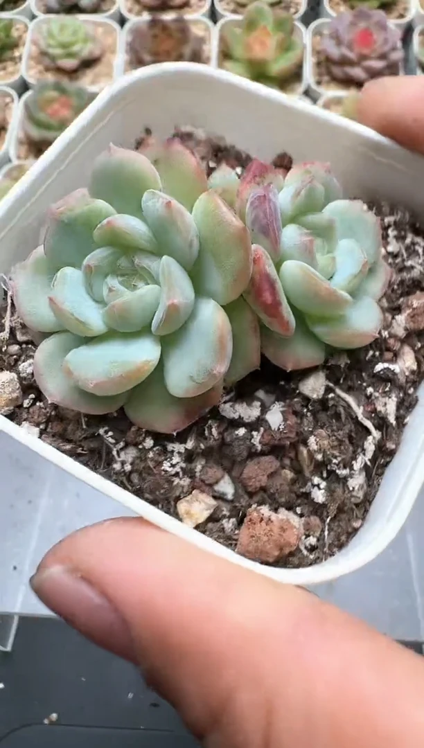 214C云禹多肉植物 带盆土纸巾打包 3颗包邮