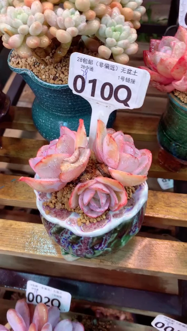 010Q（一物一拍，精品多肉，所见即所得 ）