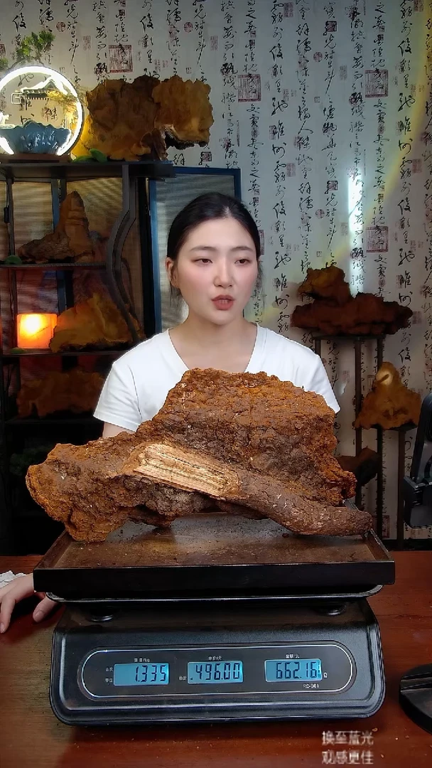 松针层孔菌中国大陆【藏区】松树桑黄（2.67斤）30-40年份
