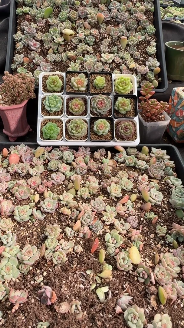 0530-43麦秆六颗一组