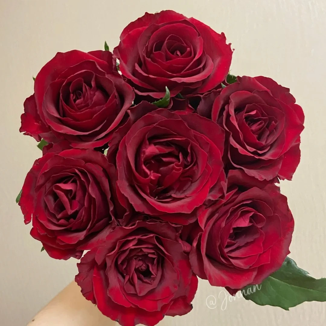 鲜花【传奇】同地址两单以上顺丰/德邦+送10包保鲜剂