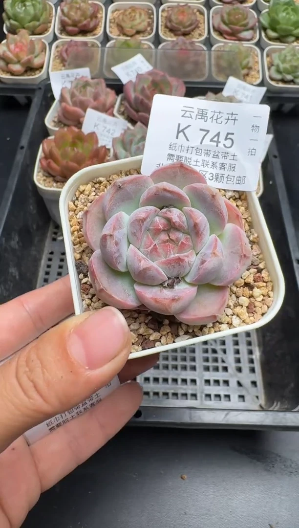 745K云禹多肉植物 带盆土纸巾打包 当天拍3颗包邮