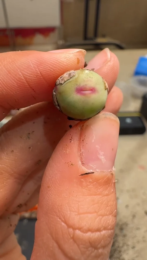 7-203多肉植物肉锥