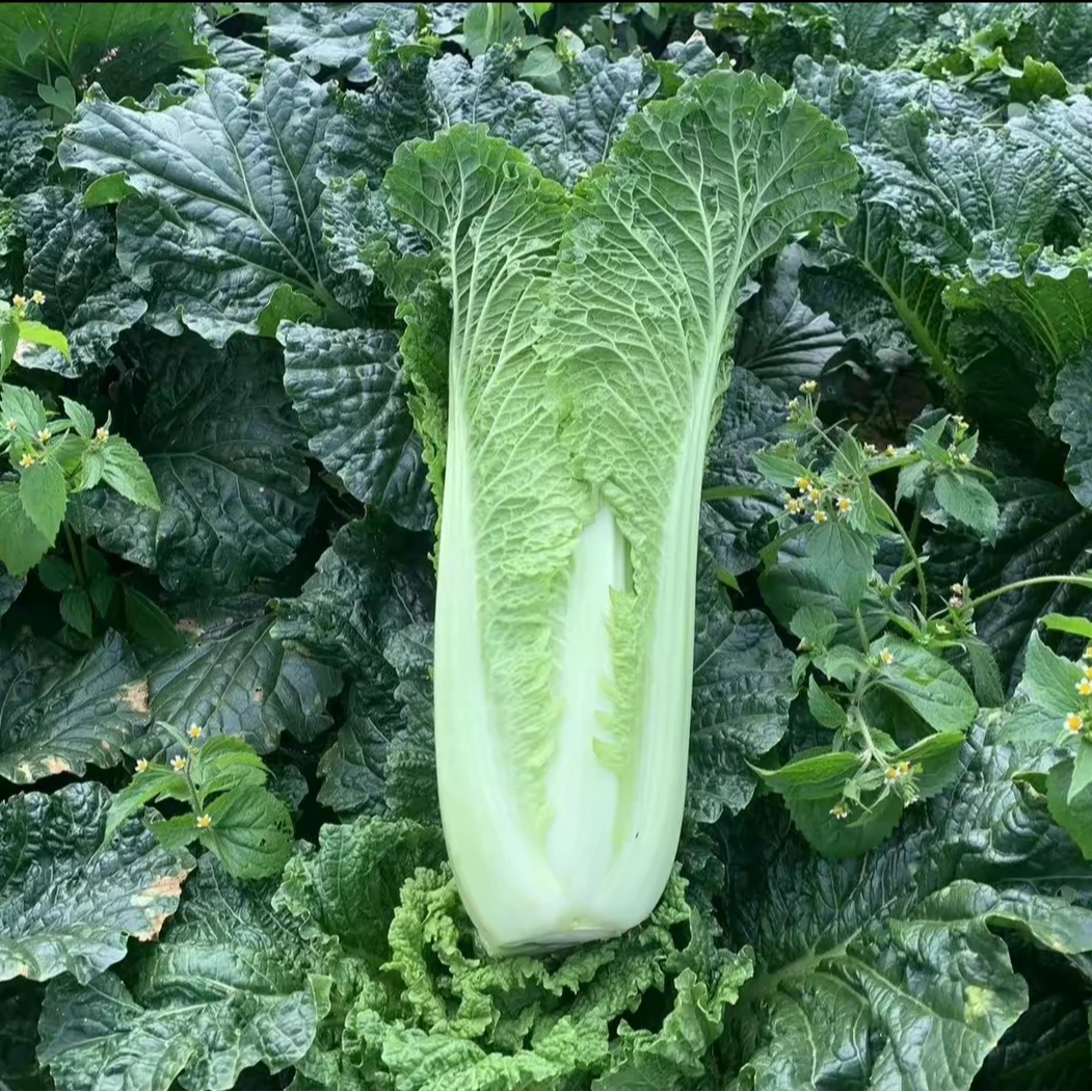 贵州高山露天种植青口白白菜新鲜现摘火锅炒菜脆甜蔬菜