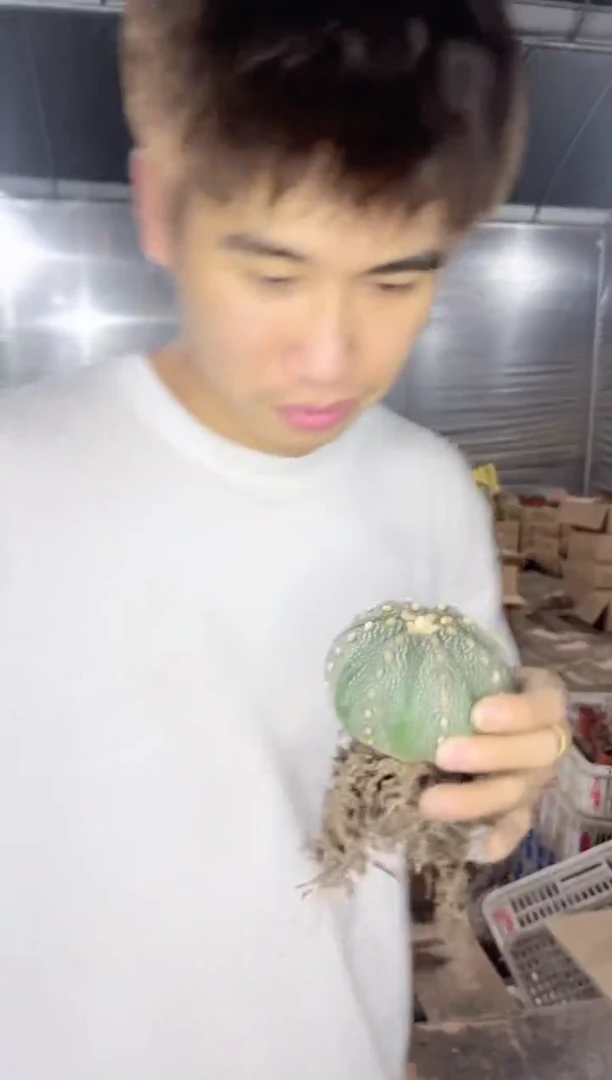 大号 星兜【带根】7-10cm