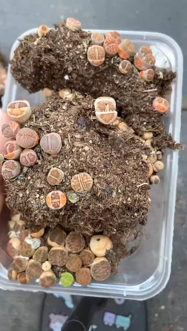 9922特价一碗切糕