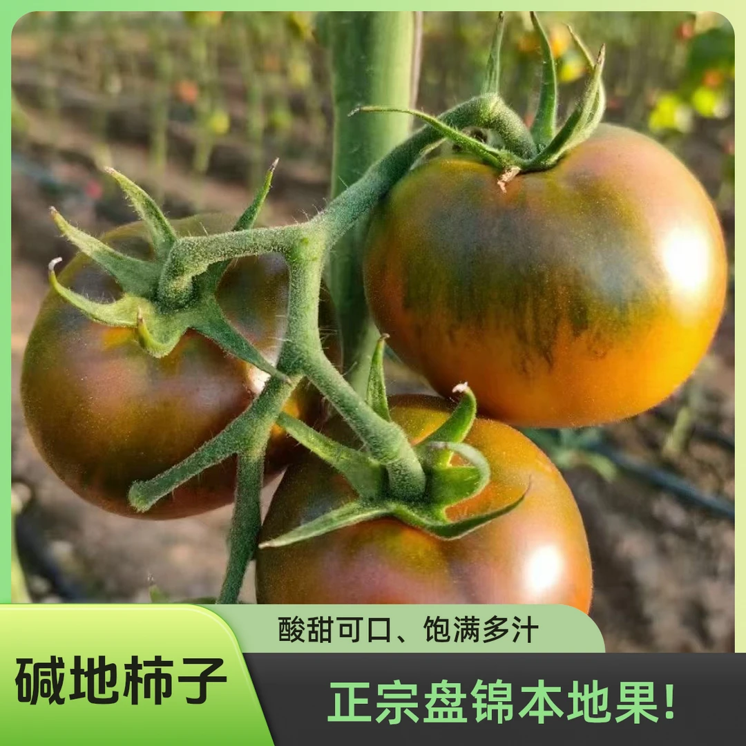 盘锦碱地柿子当季新鲜水果现摘现发-顺丰