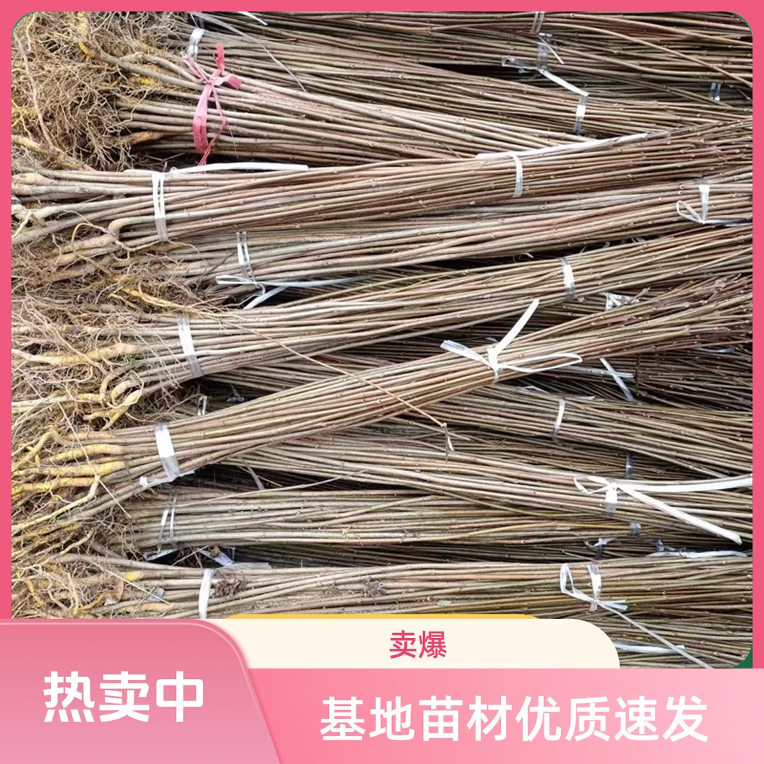 黄柏中药苗厚皮川黄柏树苗黄柏苗基地厚皮黄柏苗大叶黄柏川黄柏树