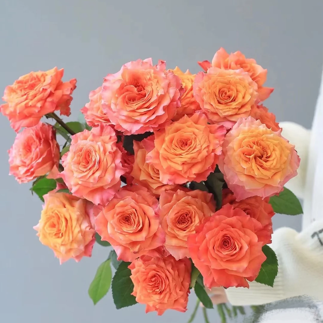 火灵鸟玫瑰：收到花第一时间醒花，不会找客服【教学视频】