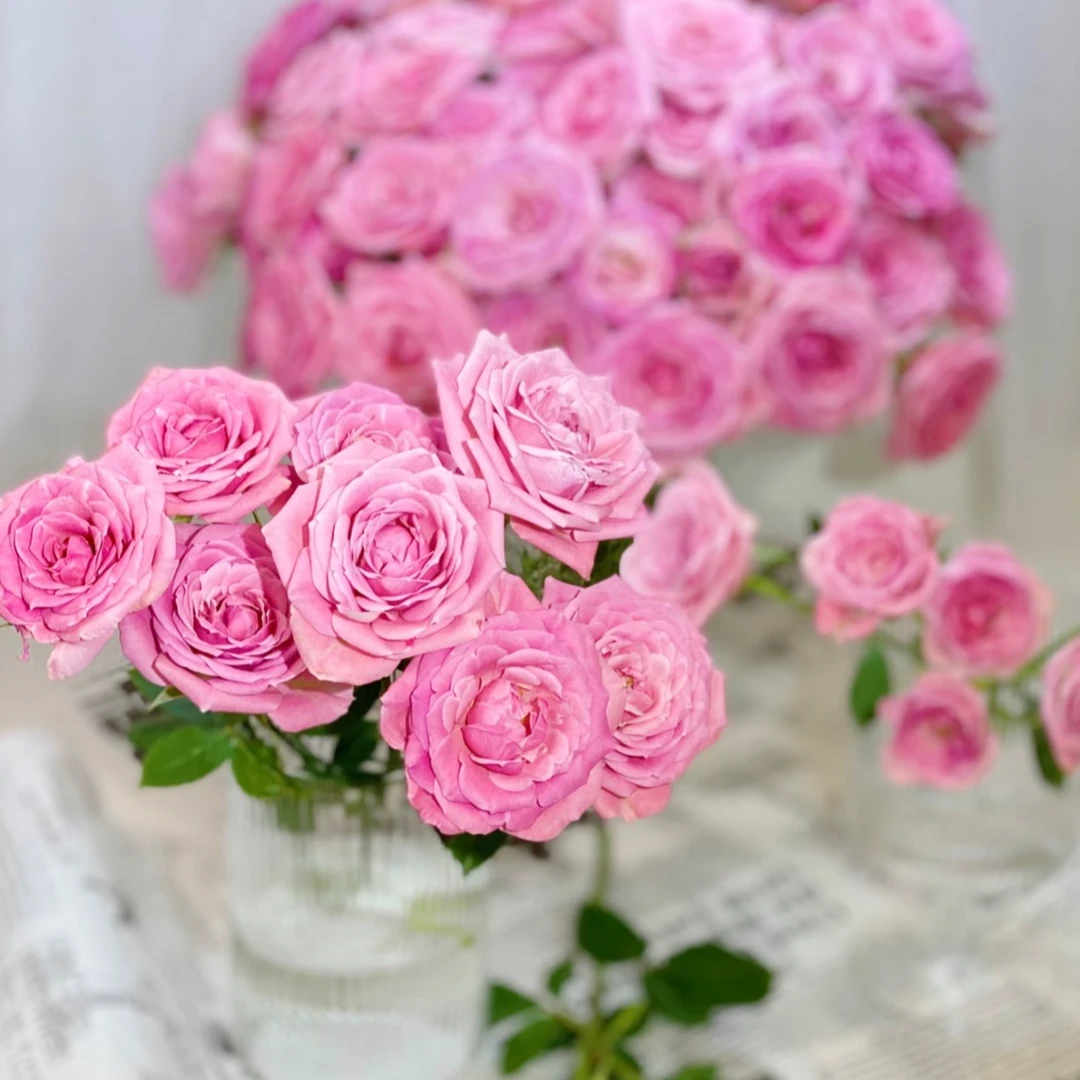 （温柔水晶-多头玫瑰）玫瑰云南基地直发生活鲜花