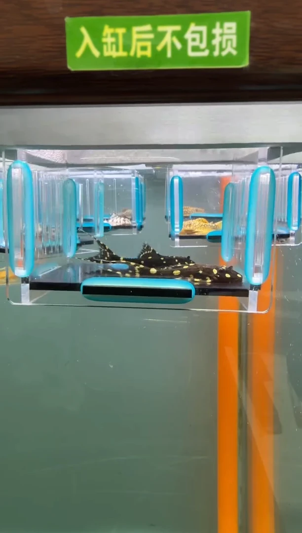 清道夫鱼146号白珍入缸不包损录制完整开箱发视频4.8-5厘米