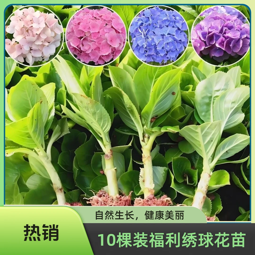 10颗正宗绣球小苗无尽夏八仙花三河千鸟阳台庭院耐冷耐热四季开花
