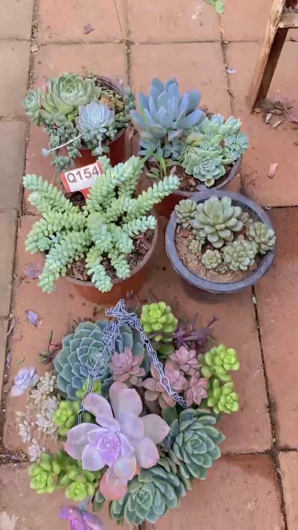 Q154多肉组合默认脱土发货
