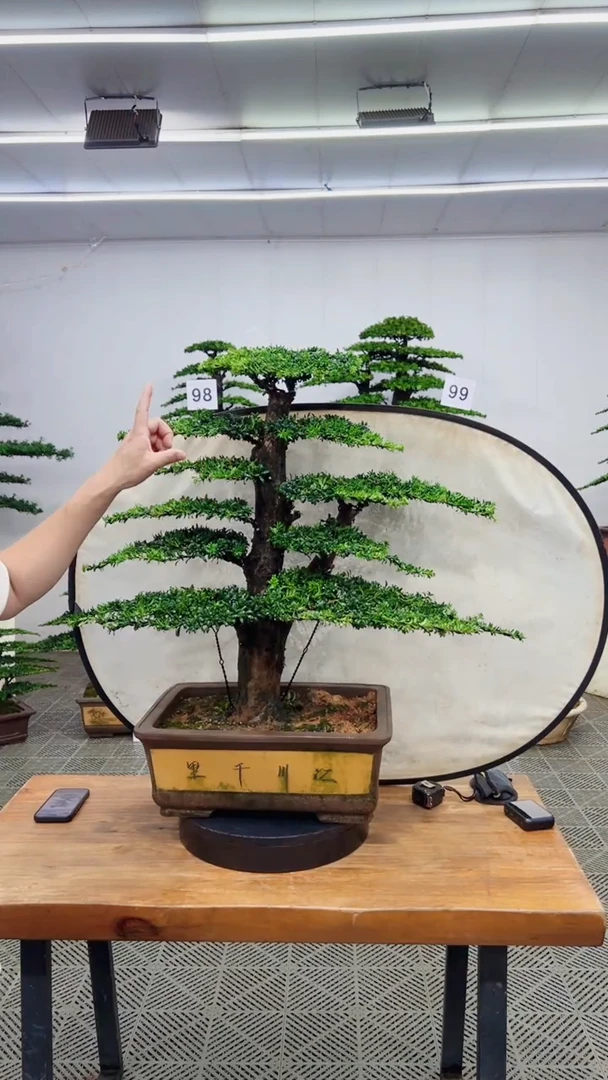 无花朵造型盆景一物一拍