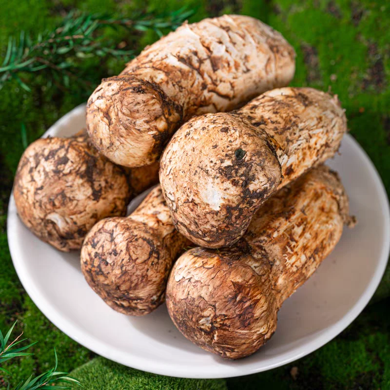 云南香格里拉现挑现发新鲜松茸冷链空运云南野生菌新鲜批发