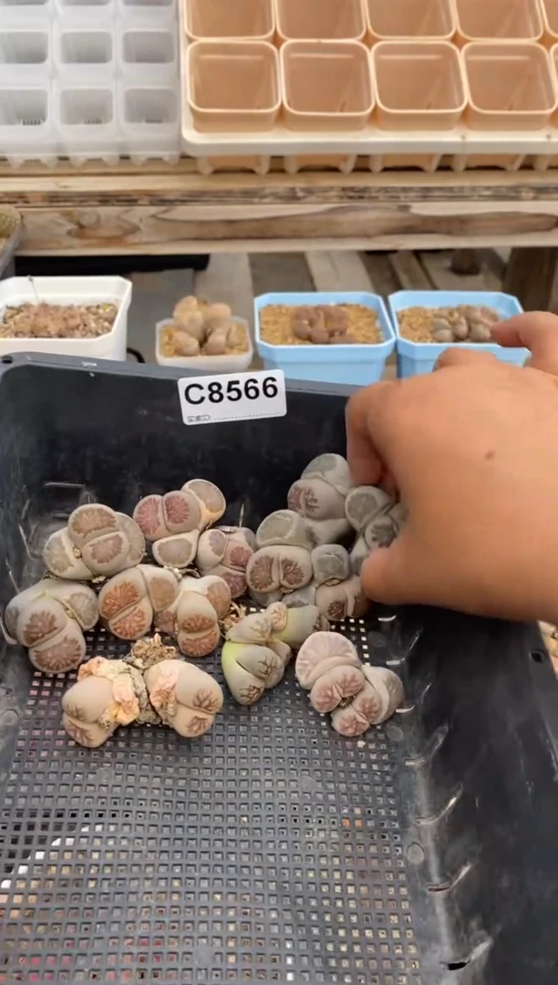 8566直播一物一拍