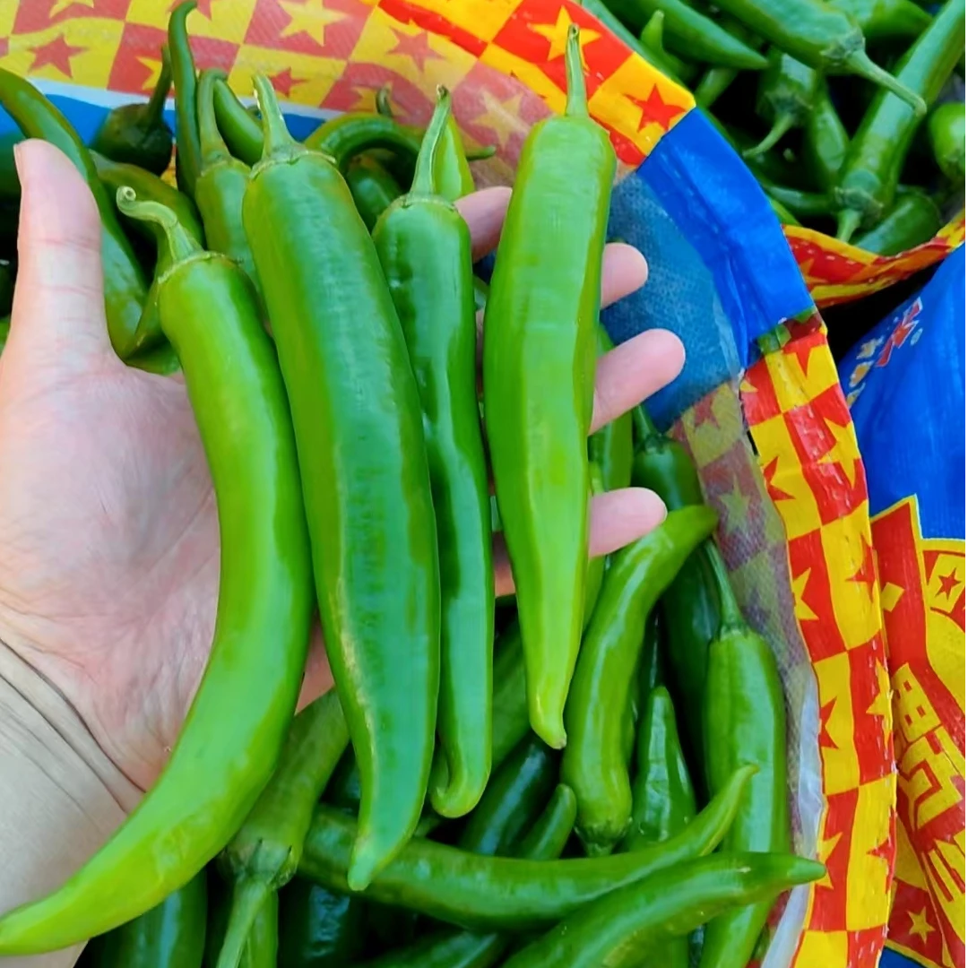 现摘现发河南农家露天种植青椒牛角椒尖椒多新鲜辣椒皮薄鲜辣爽口