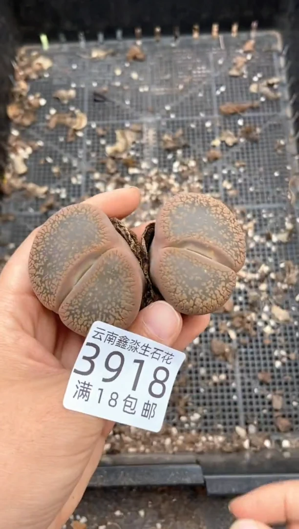 3918特价日轮玉有疤瑕疵发货1颗