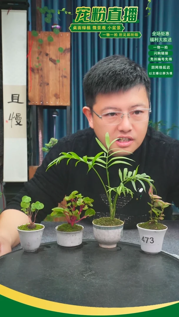 无花朵?*势苔藓微景观473号