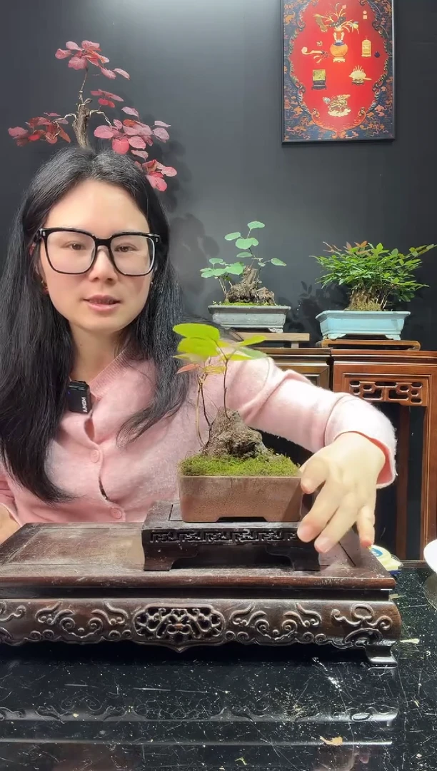 完全开放黄栌000
