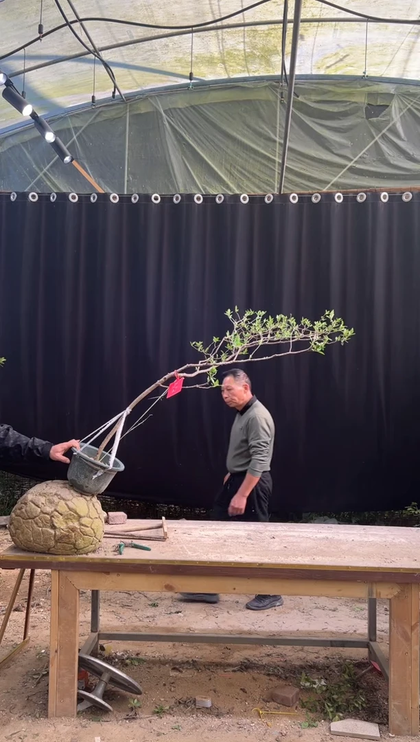 无花朵温* 海岛栀子花