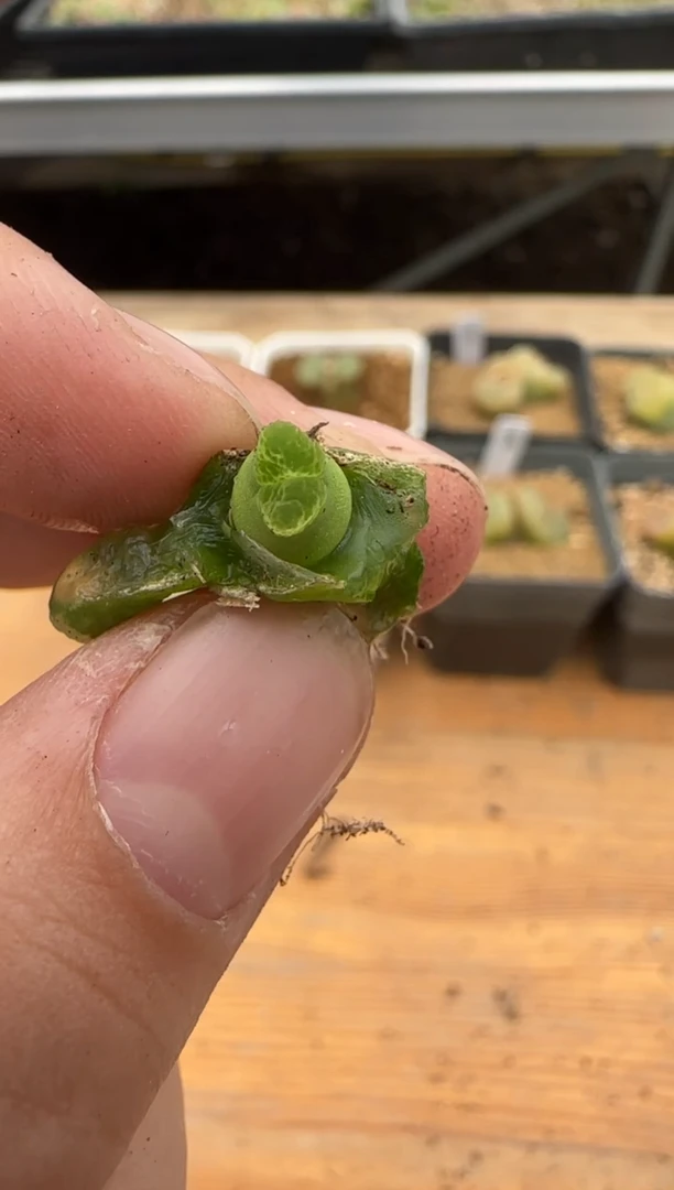 【闪购商品】18-44