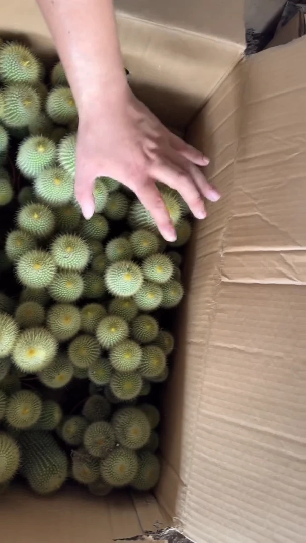 金丝猴 群生【带根】