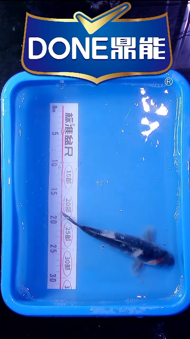 锦鲤直播间菁选 对版发货 34号