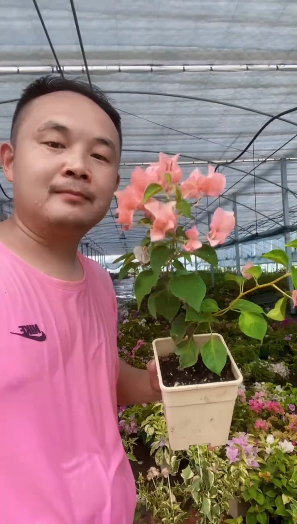 完全开放日落牙签苗无售后