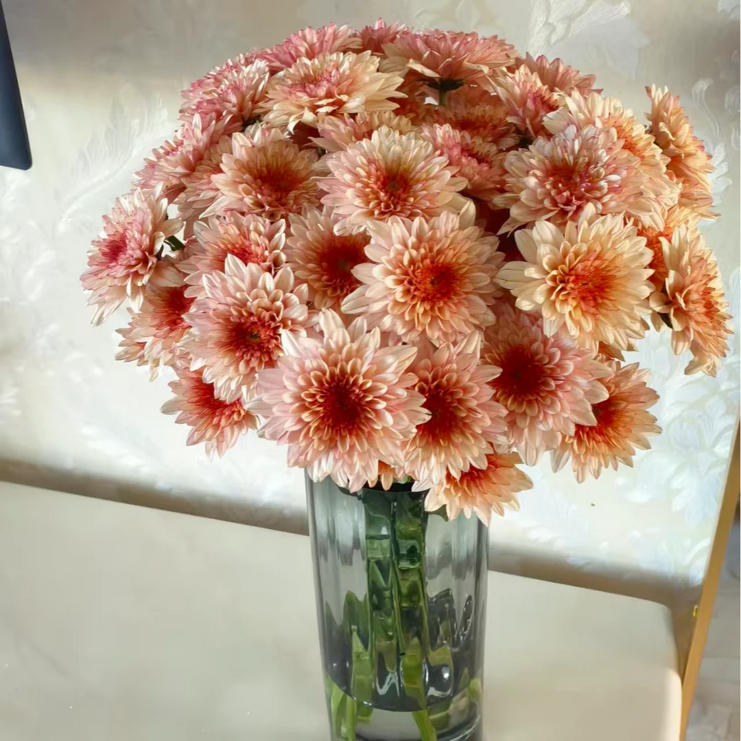 橙丹特小菊 云南基地现采现发