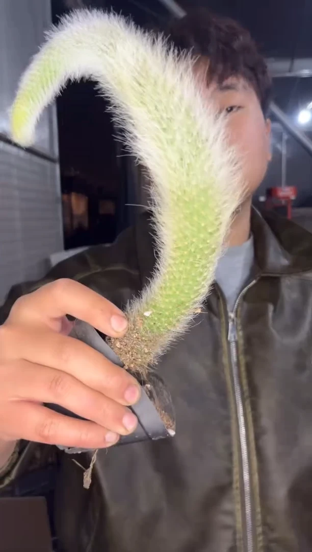 3颗【带根】九尾狐