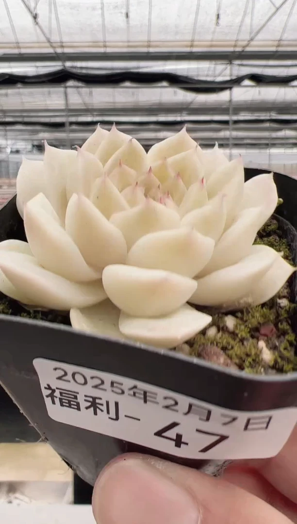 【闪购商品】福利款多肉-47