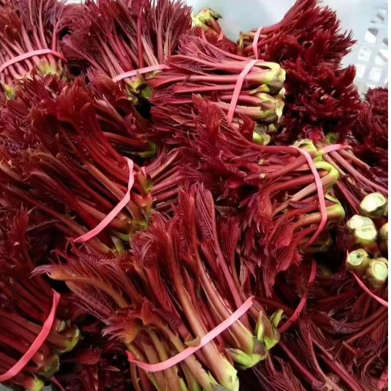 新鲜香椿芽春季露天采摘红油香椿农家特产应季蔬菜